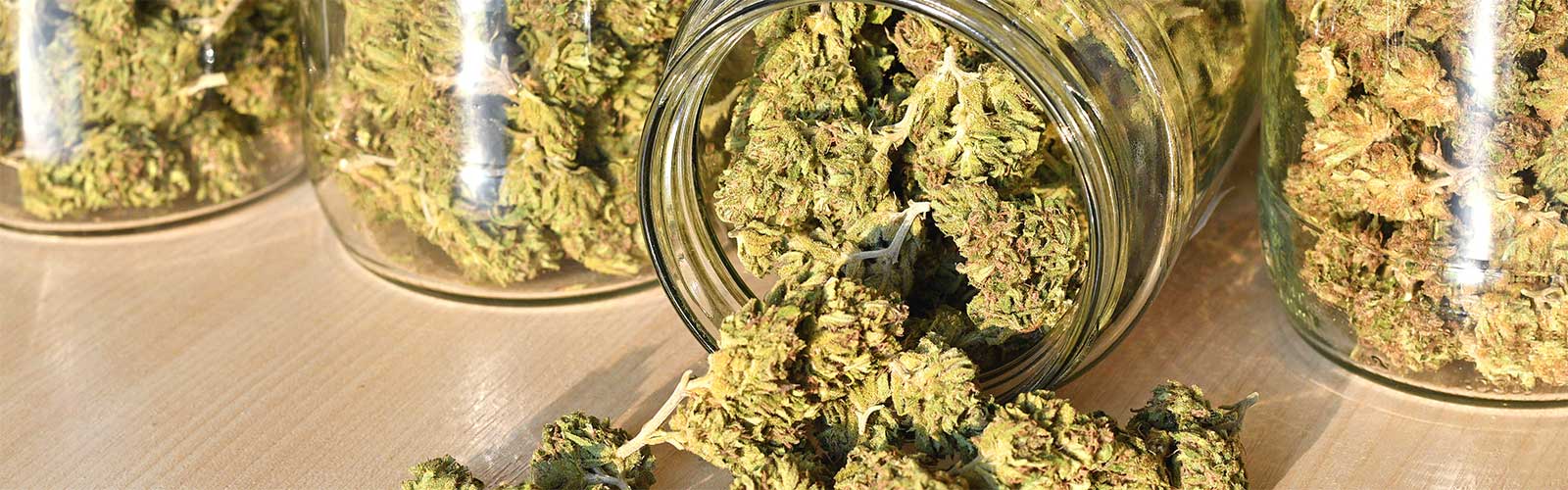 Banking for Cannabis and Marijuana Business - Savings Accounts for Cannabis and Marijuana Business in Washington State - Learn how to bank a cannabis business, how do cannabis companies bank, and what is cannabis banking in Washington state with Obee Credit Union Olympia
